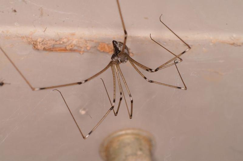 Smeringopus_pallidus_D7055_Z_88_Camping at Hopi hollow_Australie.jpg